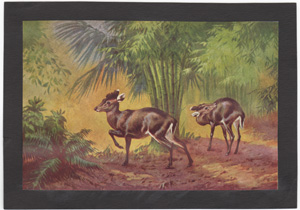 Vintage wildlife print circa 1900-1930s